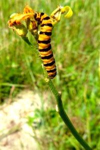 20170706_Zebrarups2_Jacobskruiskruid_Lofargebied_tussen_Buinen_en_Exloo
