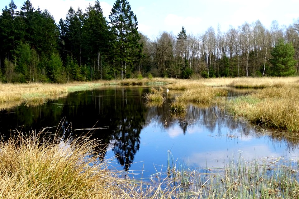 20170404_vennetje_in_het_Gasselterveld_nabij_het_Lange_Veen