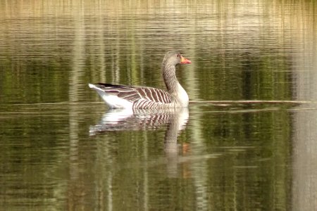 20170404_grauwe_gans1_in_vennetje_in_het_Watermolenveen