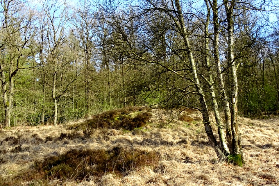 20170405_grafheuvel_(een_van_de_zeven_heuveltjes)_boswachterij_Exloo