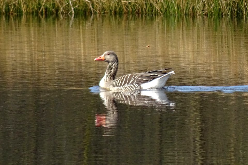 20170404_grauwe_gans3_in_vennetje_in_het_Watermolenveen