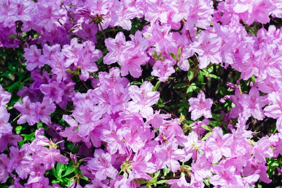 Spring flowers bloom pink