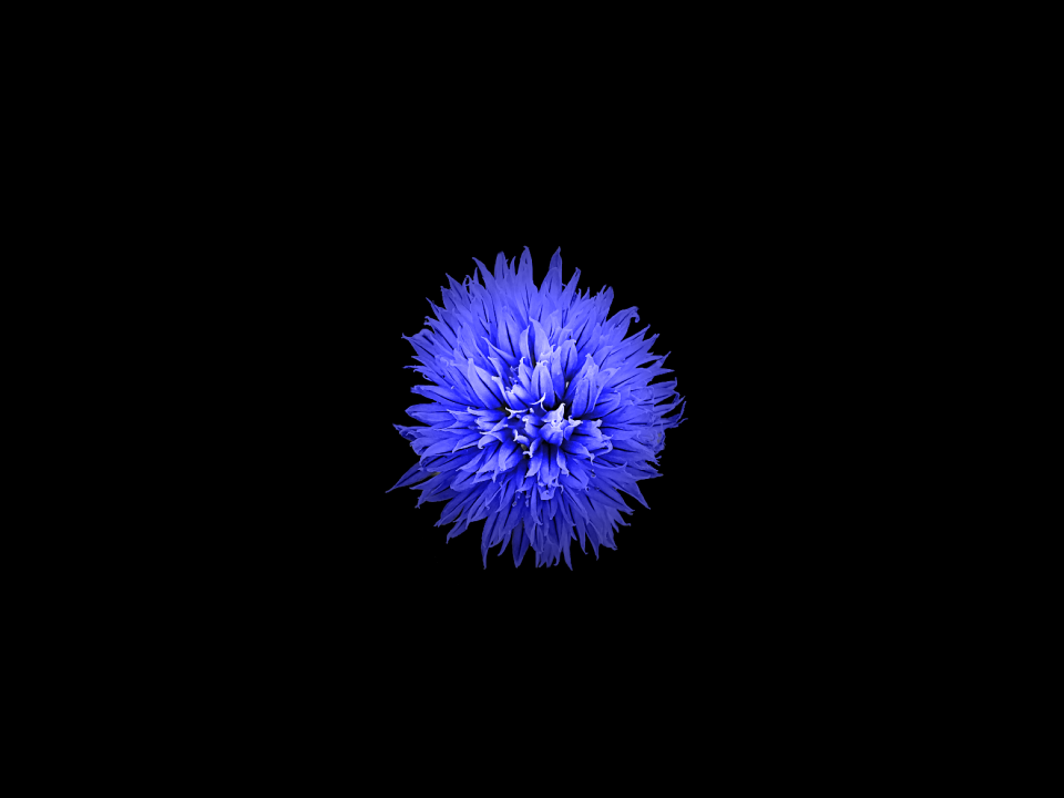 Black black background bloom