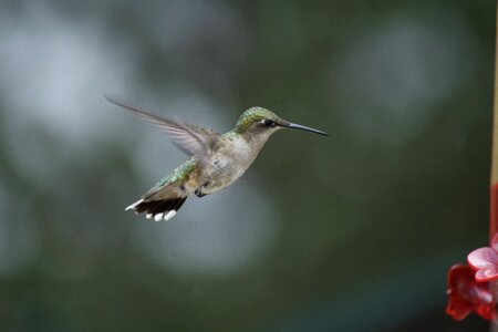 Ornithology wing birds flying photo