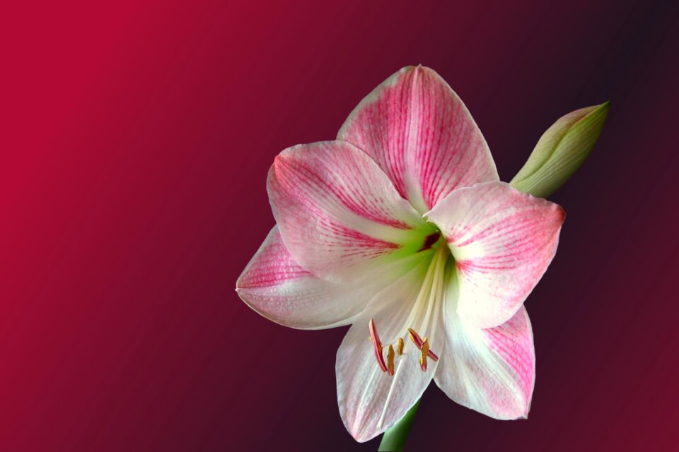Amaryllis red white plant