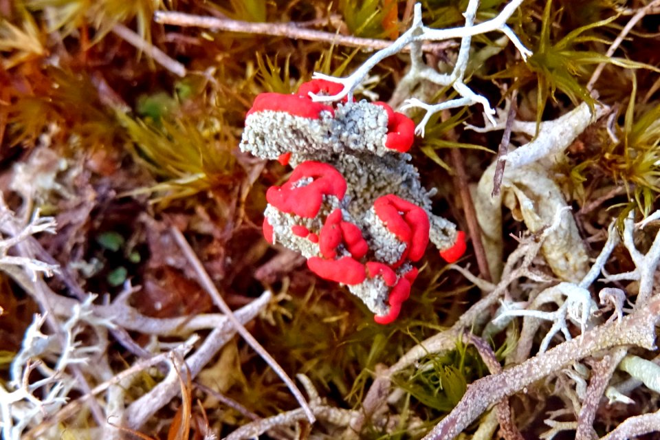 20170425_rood_bekermos_Drouwenerzand