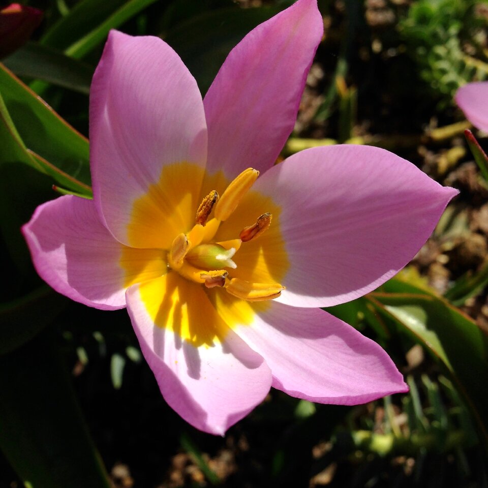 Tulip tulipa saxatilis spring