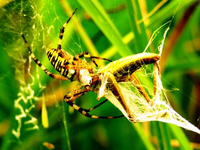 Web prey catch photo