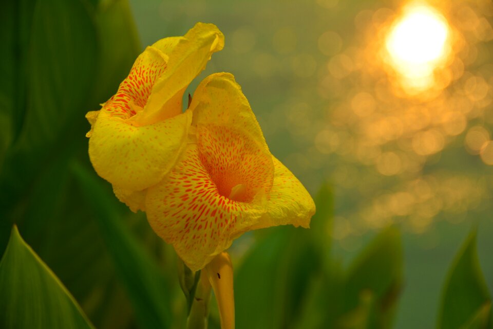 Yellow nature petal photo