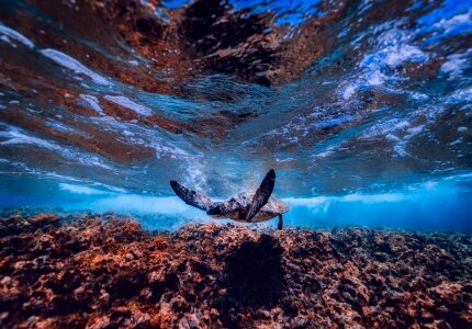 Turtle sea life swimming photo