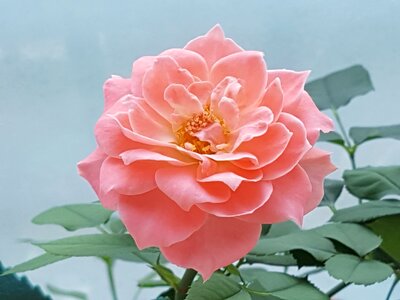 Beautiful pink roses flowers