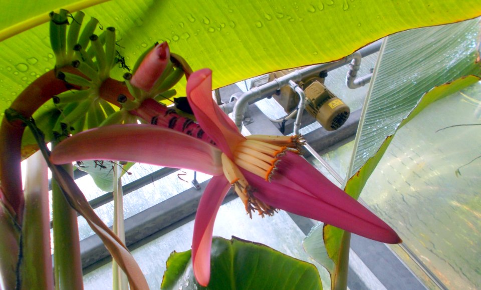 2017_Tharandt_Forstbotanischer_Garten_Bananenfruchtstand