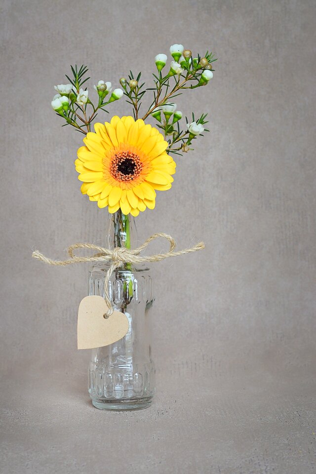 Blossom bloom yellow flower