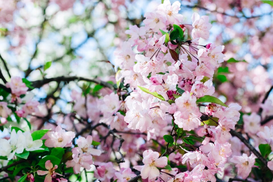 Pink flower natural spring photo