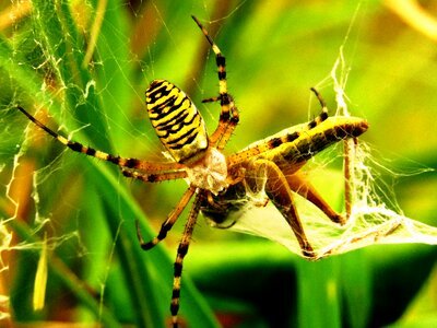 Web prey catch