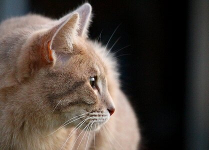 Mackerel kitten tiger cat photo