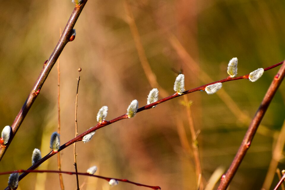 Grazing greenhouse signs of spring blossom