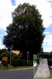 2017_Wilthen_Dorflinde_1951