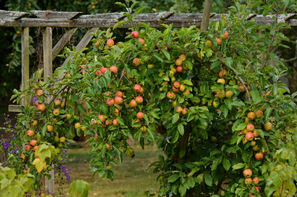 Garden fruit harvest