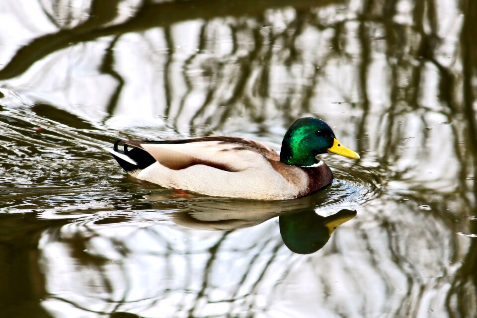 Water bird nature waters