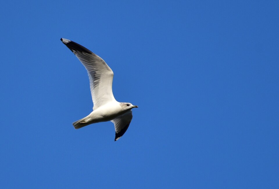 Bird animal birds
