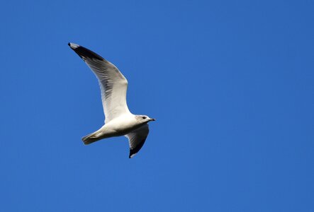 Bird animal birds