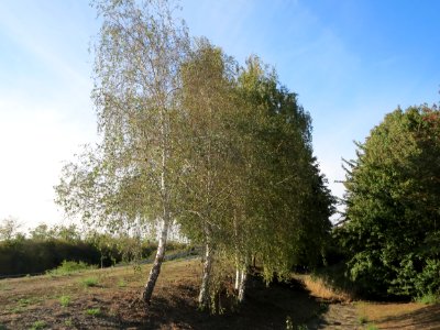 20150921Hochwasserrueckhaltebecken_Reilingen5