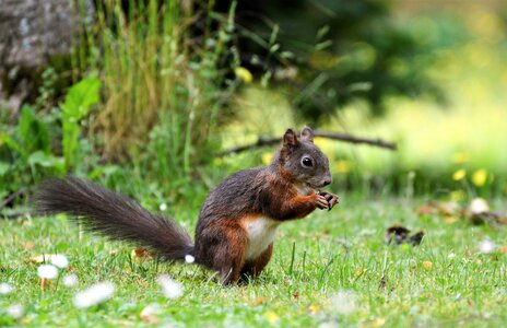 Brown nut possierlich