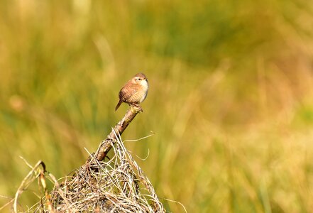 Little bird foraging feather