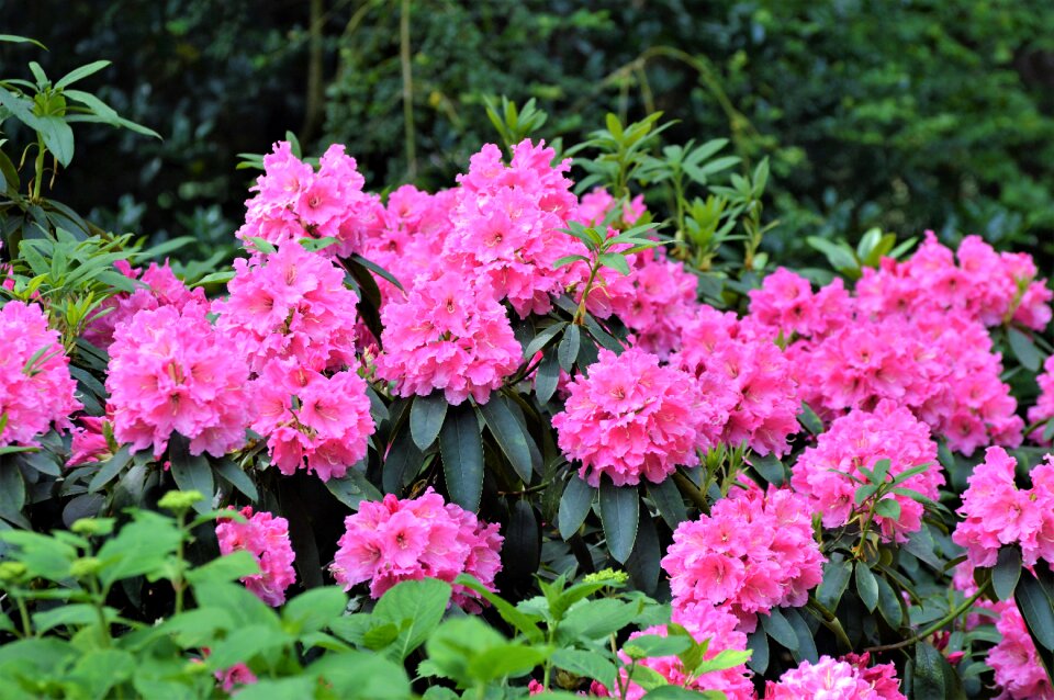 Flowers bloom garden