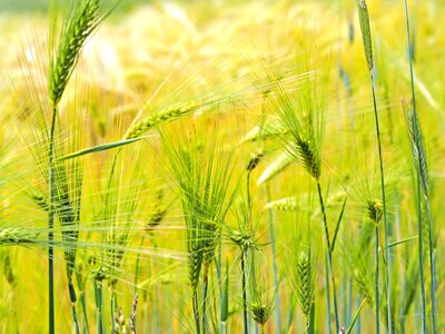 Summer nourishing barley grain