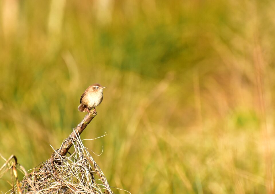 Little bird foraging feather