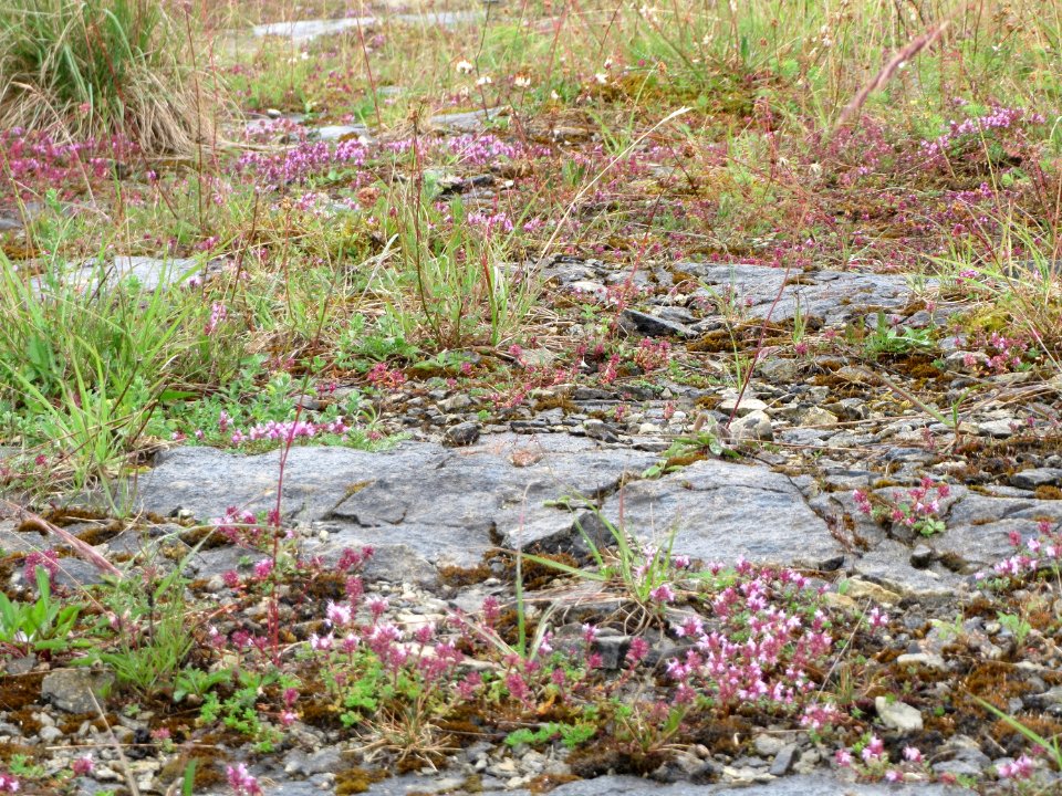 20150621Thymus_serpyllum5