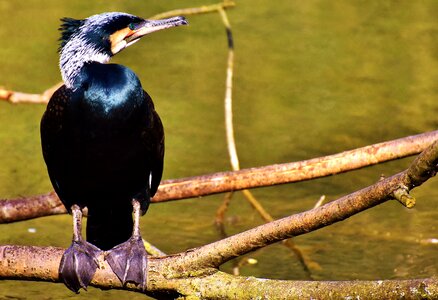 Water bird animal world feather photo