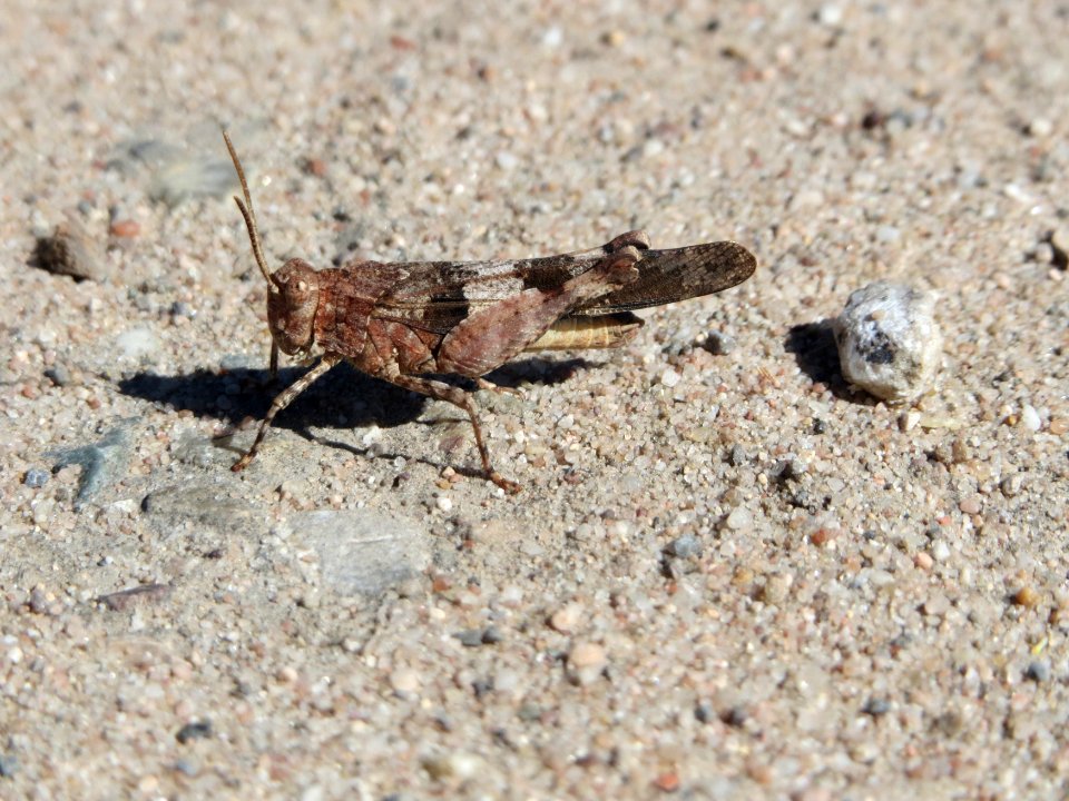 20150710Oedipoda_caerulescens1