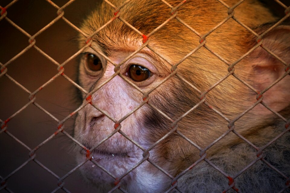Charity animal rescue animals