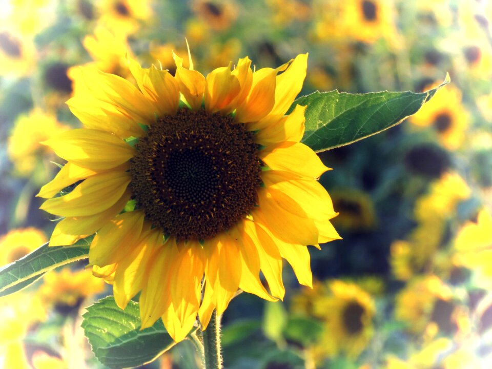 Close up summer edited