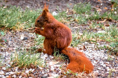 20150705_Eichhörnchen_in_Kreuzberg_IMG_6204_by_sebaso