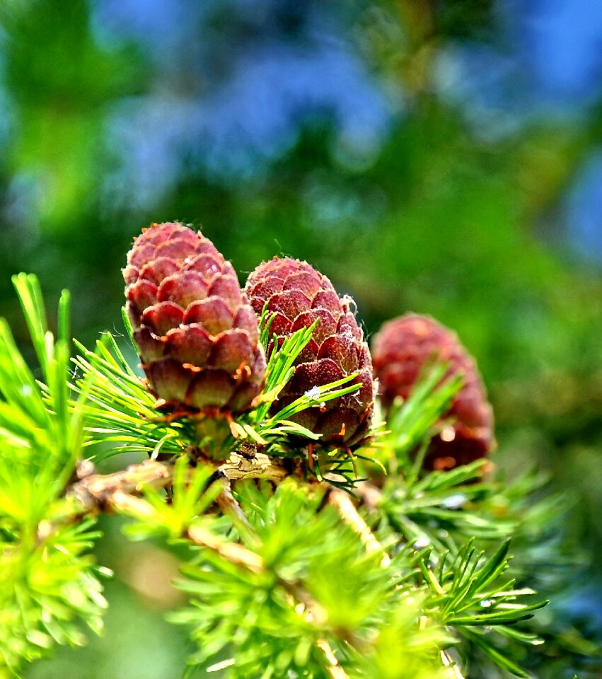 Nature branch green