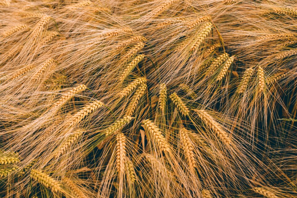 Grain harvest crop malts