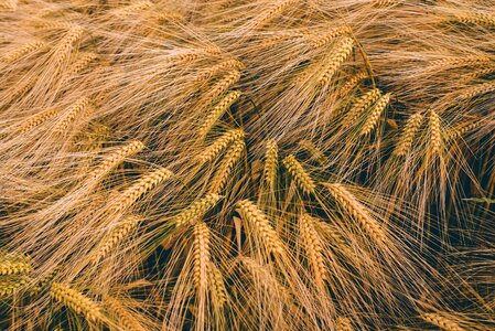 Grain harvest crop malts photo