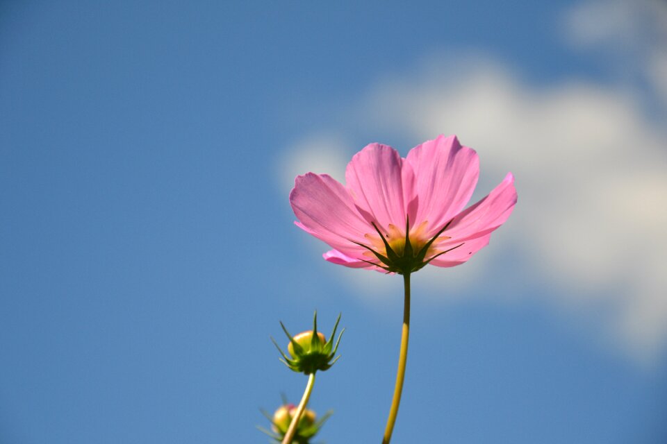 Cosmos flowers summer