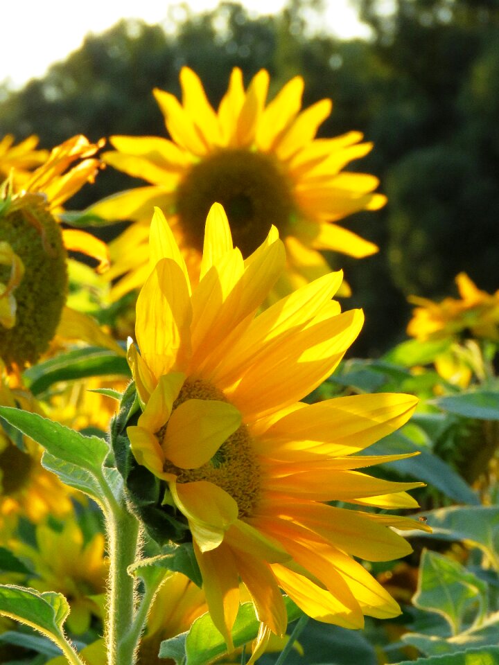 Yellow summer flower