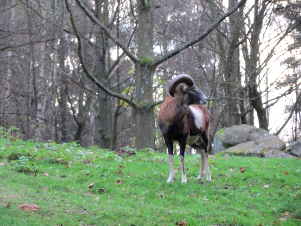 20151118Ovis_orientalis_musimon2