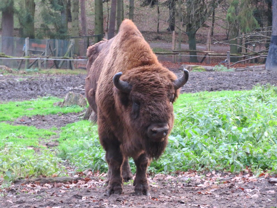 20151118Bison_bonasus2