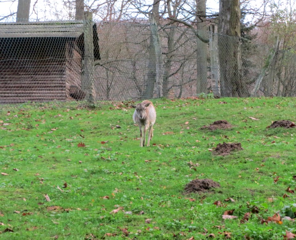 20151118Ovis_orientalis_musimon1