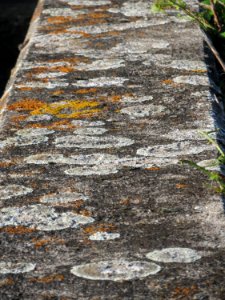 20150921Hochwasserrueckhaltebecken_Reilingen6