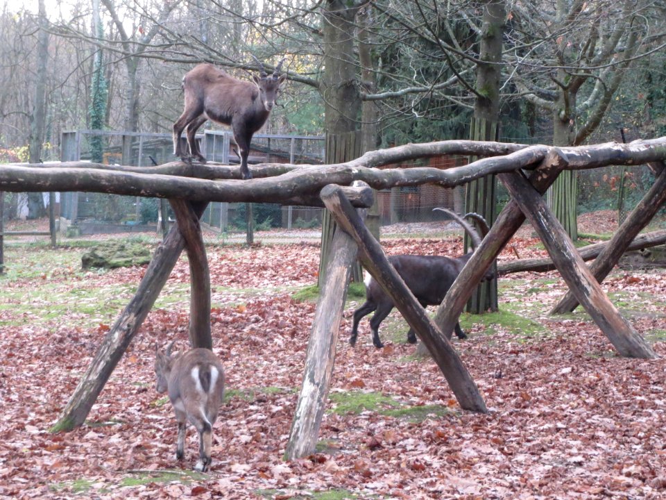 20151118Wildpark_Saarbruecken02