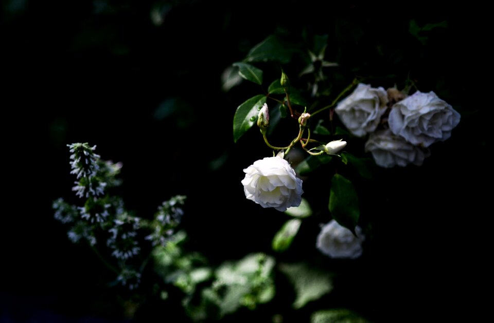Nature rose bloom flower