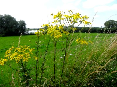 20150716_De_Roetwaarden_ten_noorden_van_Olst
